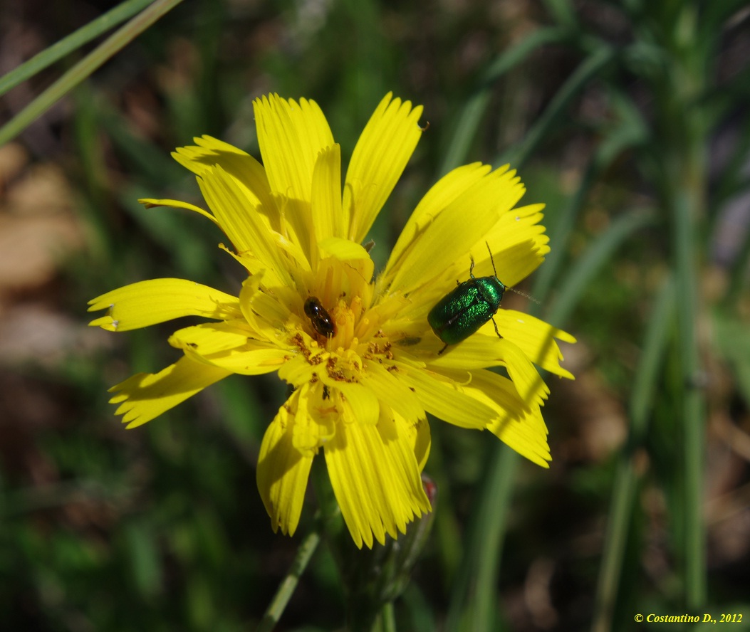 Cryptocephalus aureolus